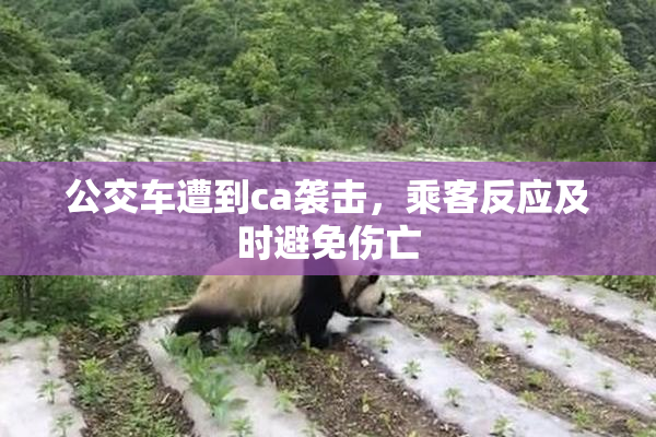 公交车遭到ca袭击，乘客反应及时避免伤亡