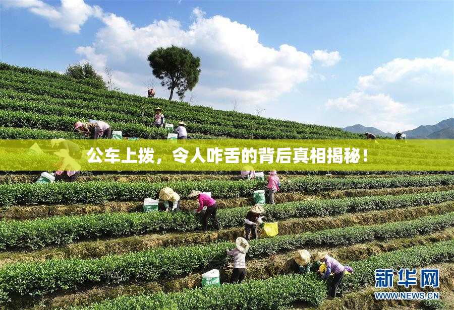 公车上拨，令人咋舌的背后真相揭秘！