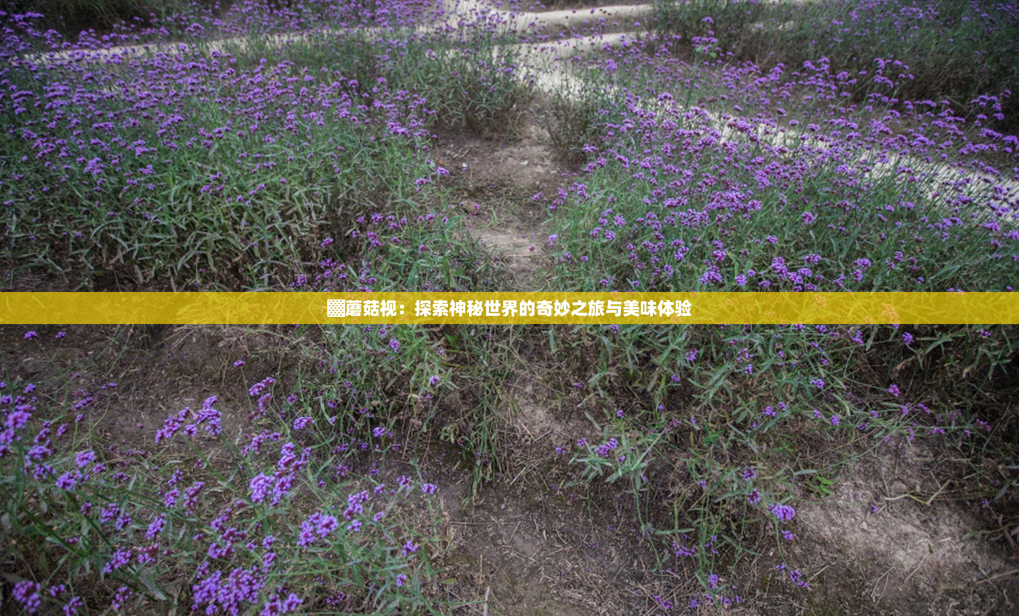 ▓蘑菇视：探索神秘世界的奇妙之旅与美味体验
