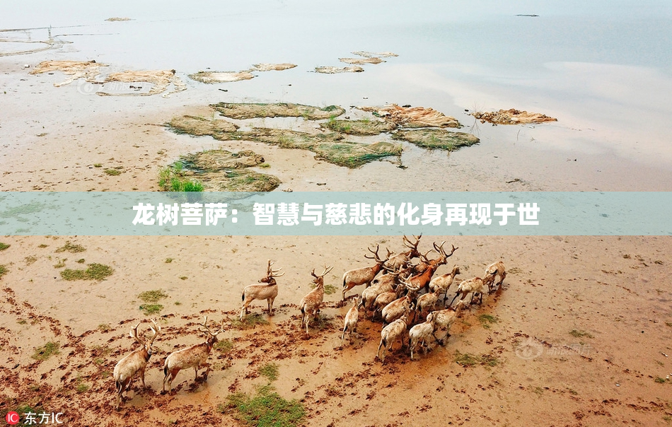 龙树菩萨：智慧与慈悲的化身再现于世
