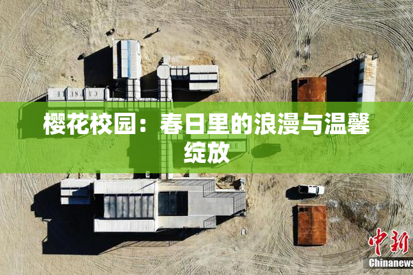 樱花校园：春日里的浪漫与温馨绽放
