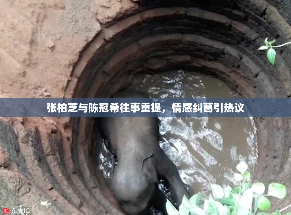 张柏芝与陈冠希往事重提，情感纠葛引热议