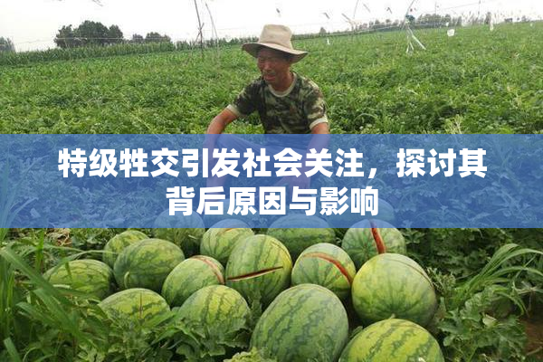 特级牲交引发社会关注，探讨其背后原因与影响