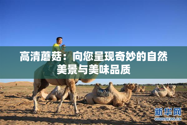 高清蘑菇：向您呈现奇妙的自然美景与美味品质