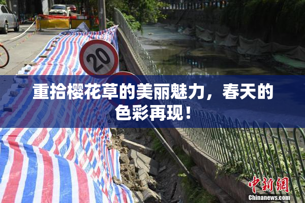 重拾樱花草的美丽魅力，春天的色彩再现！