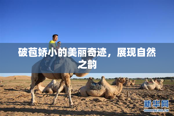 破苞娇小的美丽奇迹，展现自然之韵