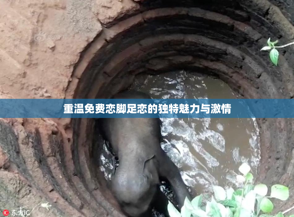 重温免费恋脚足恋的独特魅力与激情