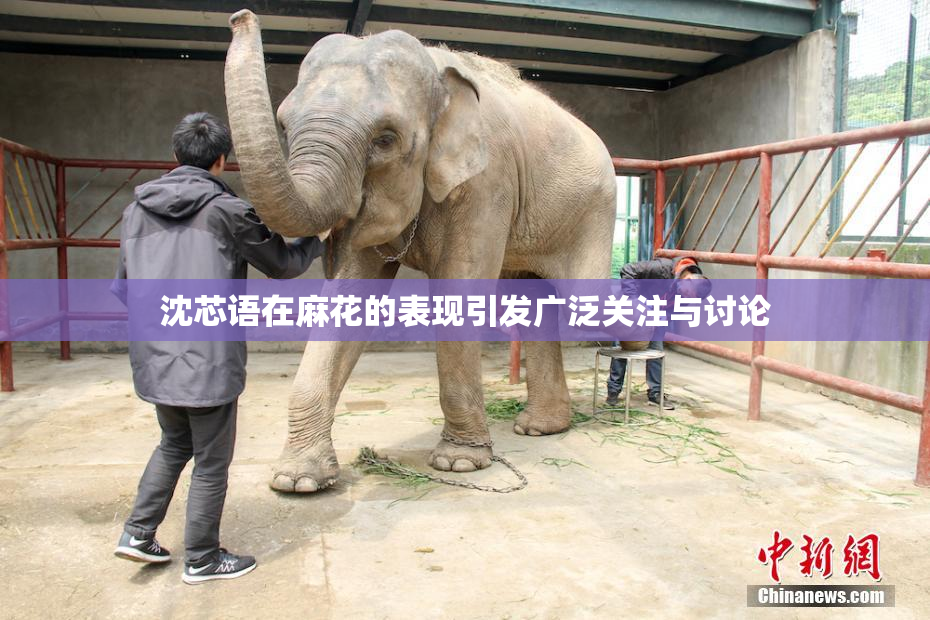 沈芯语在麻花的表现引发广泛关注与讨论
