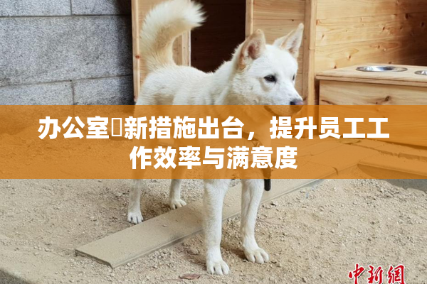 办公室強新措施出台，提升员工工作效率与满意度