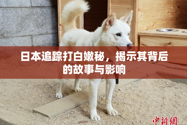 日本追踪打白嫩秘，揭示其背后的故事与影响