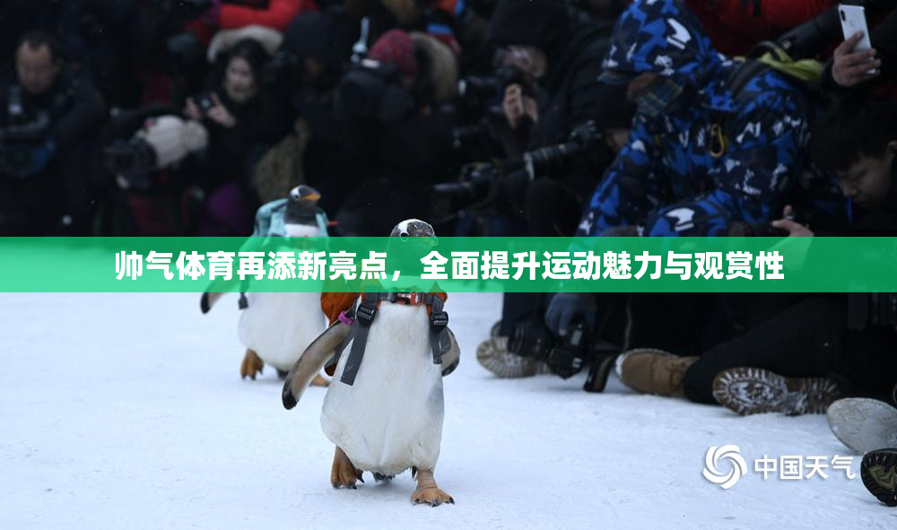 帅气体育再添新亮点，全面提升运动魅力与观赏性