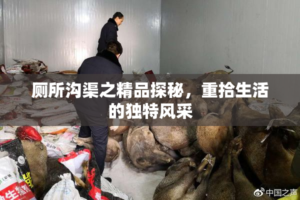 厕所沟渠之精品探秘，重拾生活的独特风采