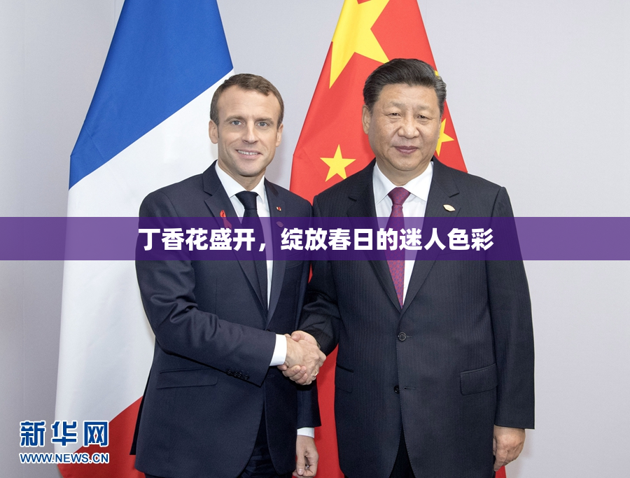 丁香花盛开，绽放春日的迷人色彩