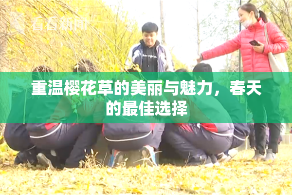 重温樱花草的美丽与魅力，春天的最佳选择