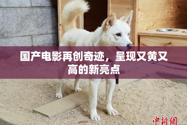 国产电影再创奇迹，呈现又黄又高的新亮点