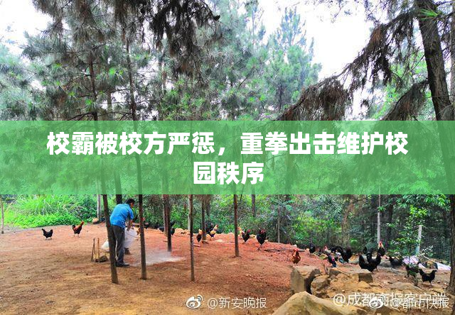 校霸被校方严惩，重拳出击维护校园秩序