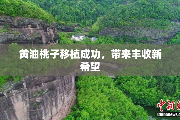 黄油桃子移植成功，带来丰收新希望