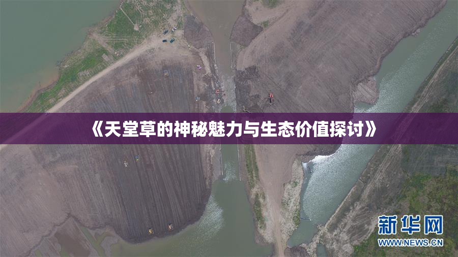 《天堂草的神秘魅力与生态价值探讨》
