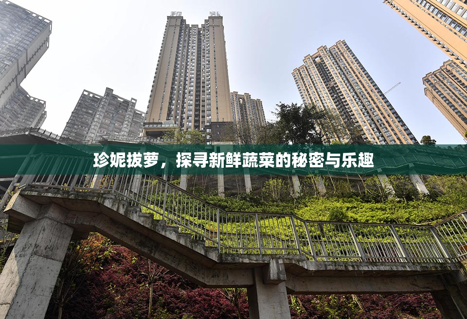 珍妮拔萝，探寻新鲜蔬菜的秘密与乐趣
