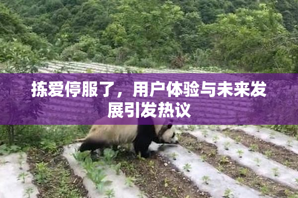 拣爱停服了，用户体验与未来发展引发热议