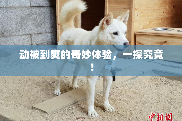 动被到爽的奇妙体验，一探究竟！