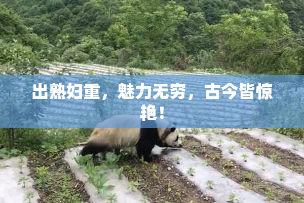 出熟妇重，魅力无穷，古今皆惊艳！