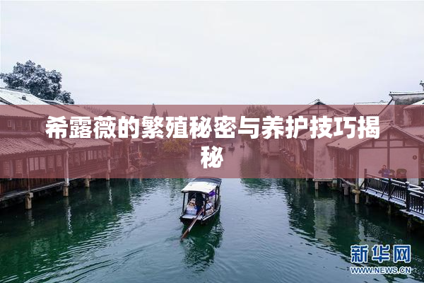 希露薇的繁殖秘密与养护技巧揭秘