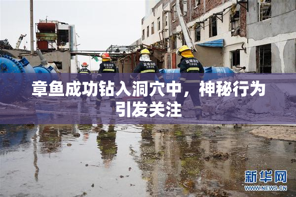 章鱼成功钻入洞穴中，神秘行为引发关注