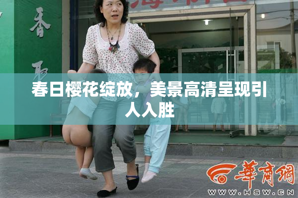 春日樱花绽放，美景高清呈现引人入胜