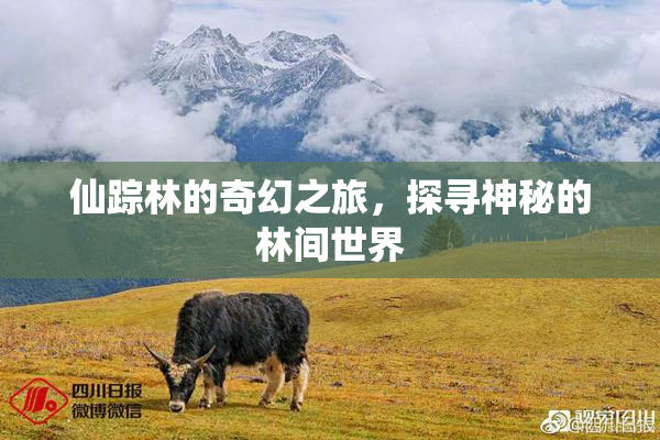 仙踪林的奇幻之旅，探寻神秘的林间世界
