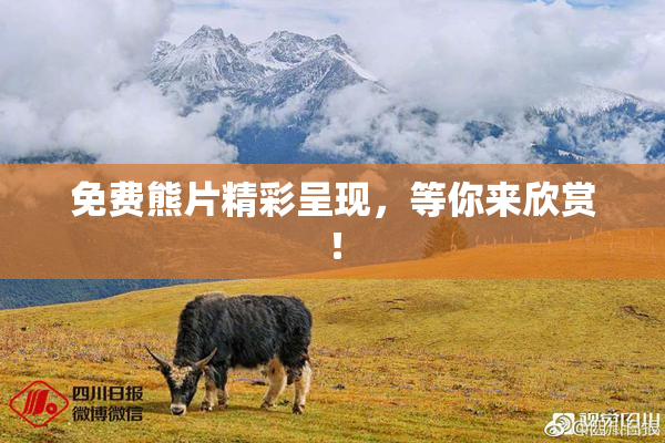 免费熊片精彩呈现，等你来欣赏！