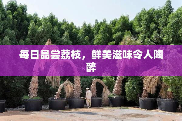 每日品尝荔枝，鲜美滋味令人陶醉