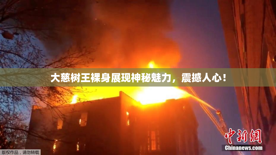 大慈树王裸身展现神秘魅力，震撼人心！