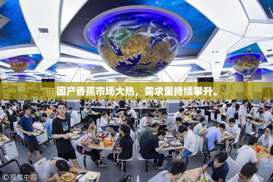 国产香蕉市场大热，需求量持续攀升。