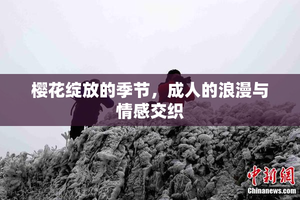 樱花绽放的季节，成人的浪漫与情感交织