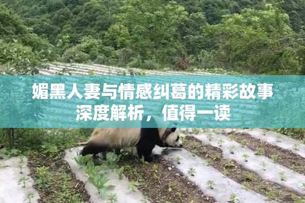 媚黑人妻与情感纠葛的精彩故事深度解析，值得一读