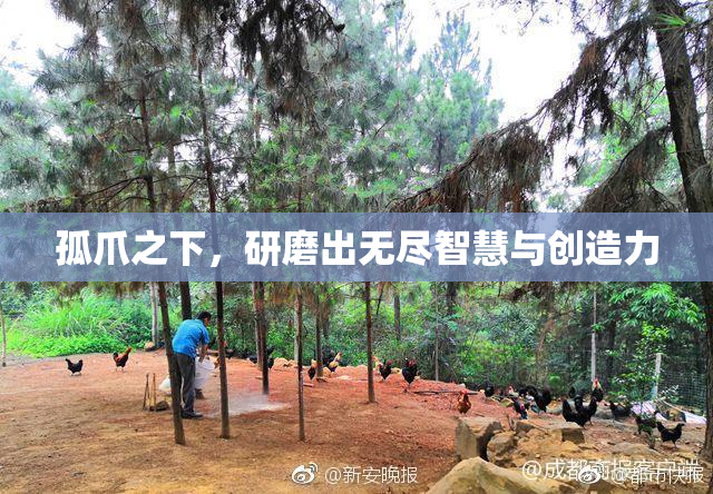 孤爪之下，研磨出无尽智慧与创造力