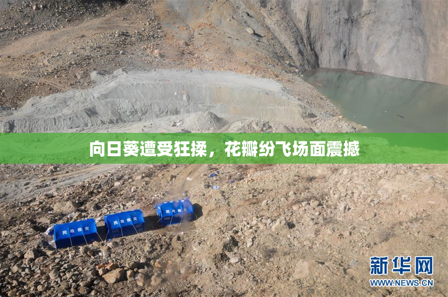 向日葵遭受狂揉，花瓣纷飞场面震撼