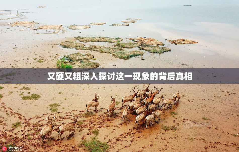 又硬又粗深入探讨这一现象的背后真相