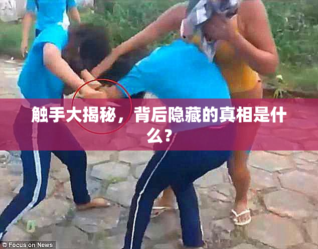 触手大揭秘，背后隐藏的真相是什么？