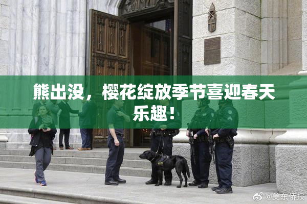 熊出没，樱花绽放季节喜迎春天乐趣！
