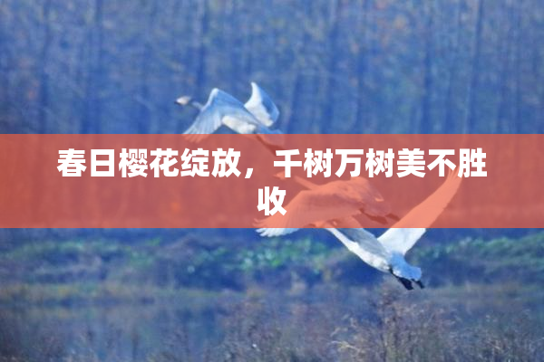 春日樱花绽放，千树万树美不胜收