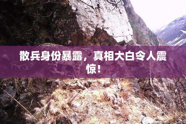 散兵身份暴露，真相大白令人震惊！