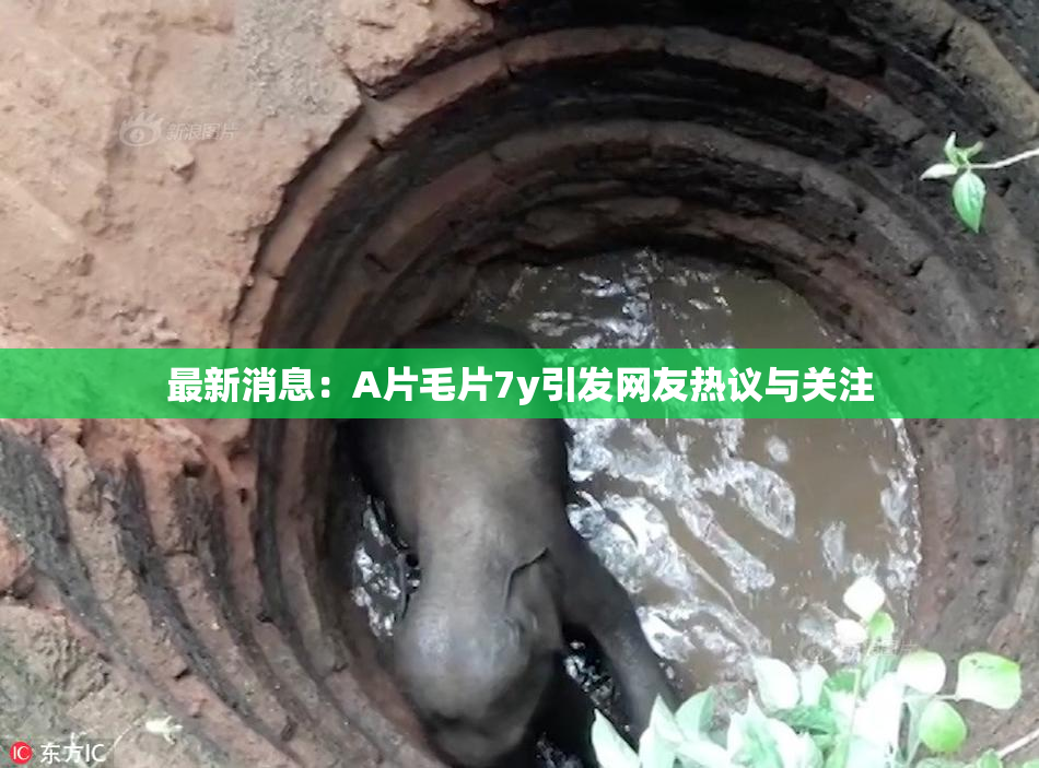 最新消息：A片毛片7y引发网友热议与关注