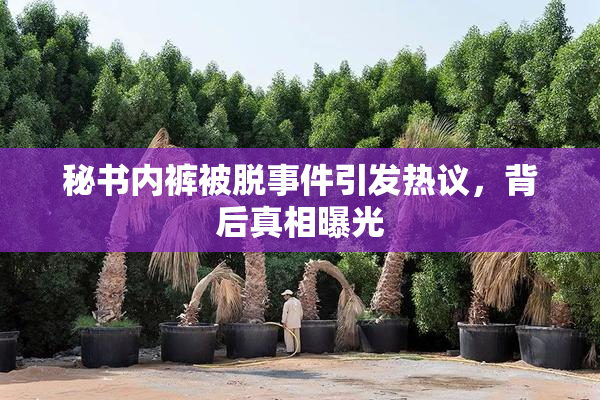 秘书内裤被脱事件引发热议，背后真相曝光