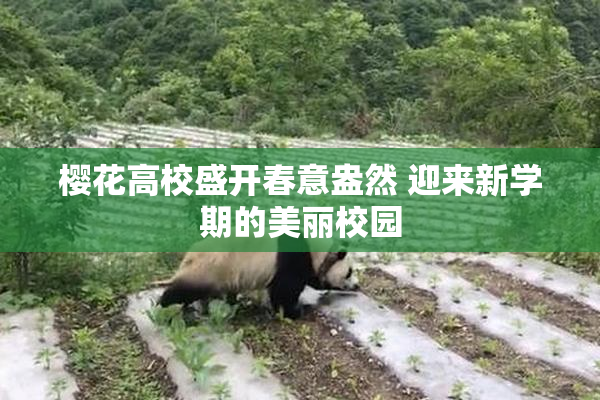 樱花高校盛开春意盎然 迎来新学期的美丽校园