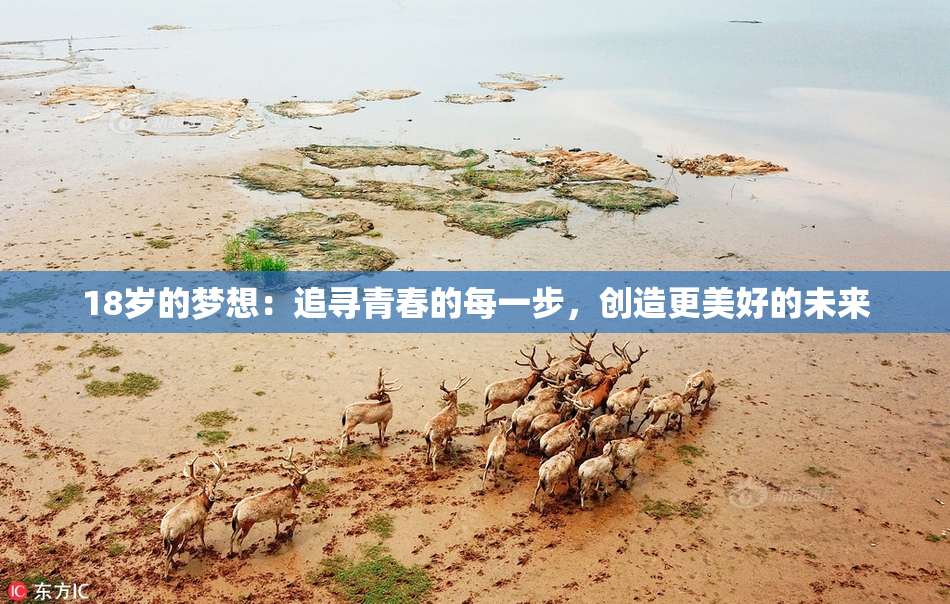 18岁的梦想：追寻青春的每一步，创造更美好的未来