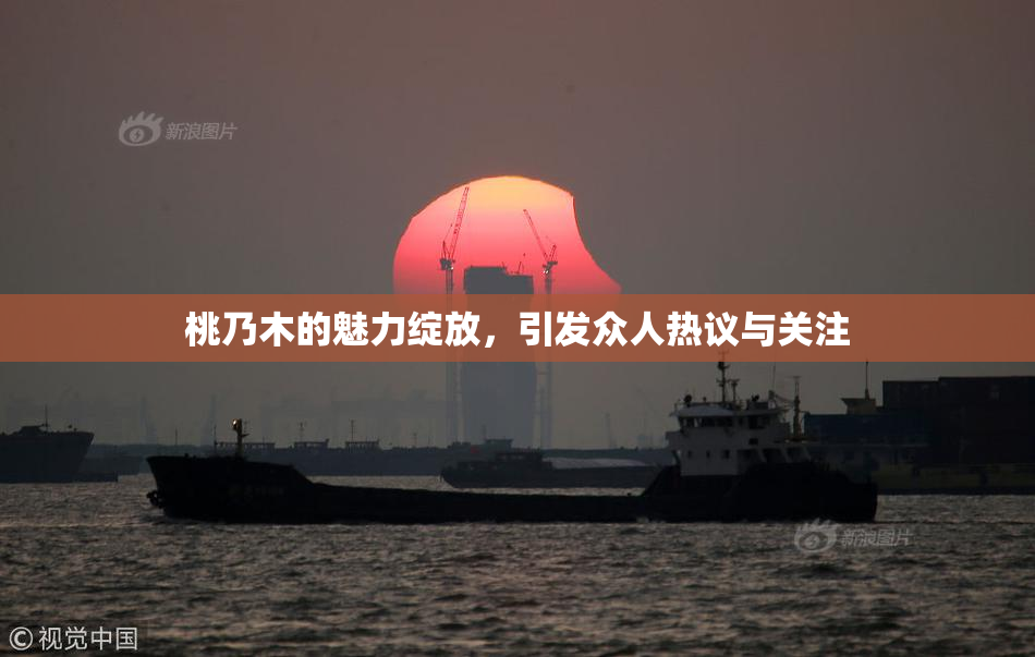 桃乃木的魅力绽放，引发众人热议与关注