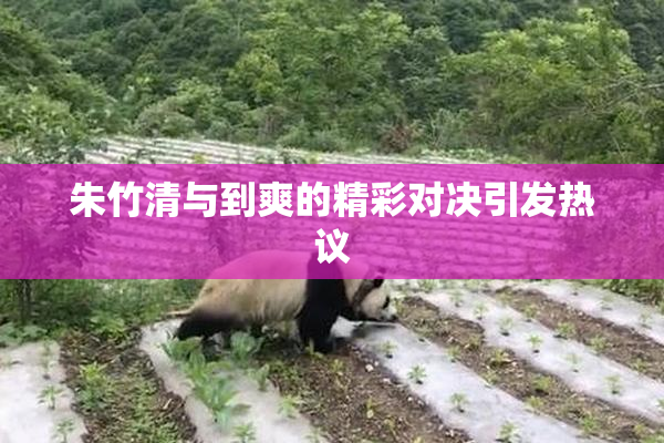 朱竹清与到爽的精彩对决引发热议