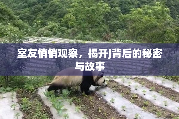 室友悄悄观察，揭开j背后的秘密与故事